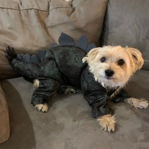 Halloween costume for dog